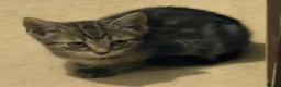Domestic Shorthair cats for sale: Adorable Tabby Kittens for Sale - UK - Advert 12