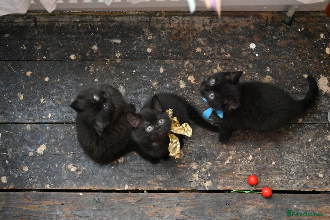 British Shorthair cats for sale: British Shorthair x Persian Kittens Available Now! - Advert 24