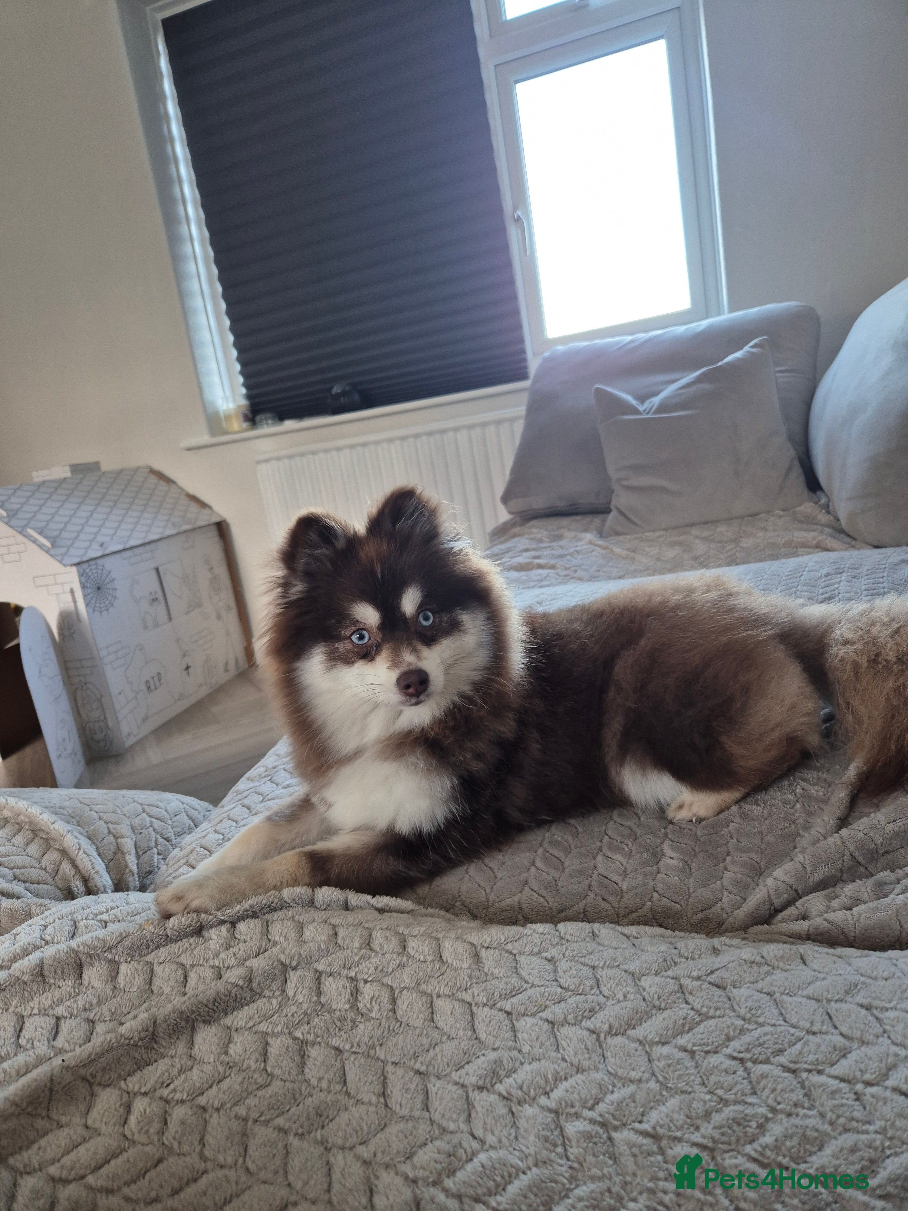 Pomsky dogs Red pomsky female  - Advert 1