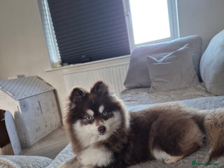 Pomsky dogs Red pomsky female - Advert 1