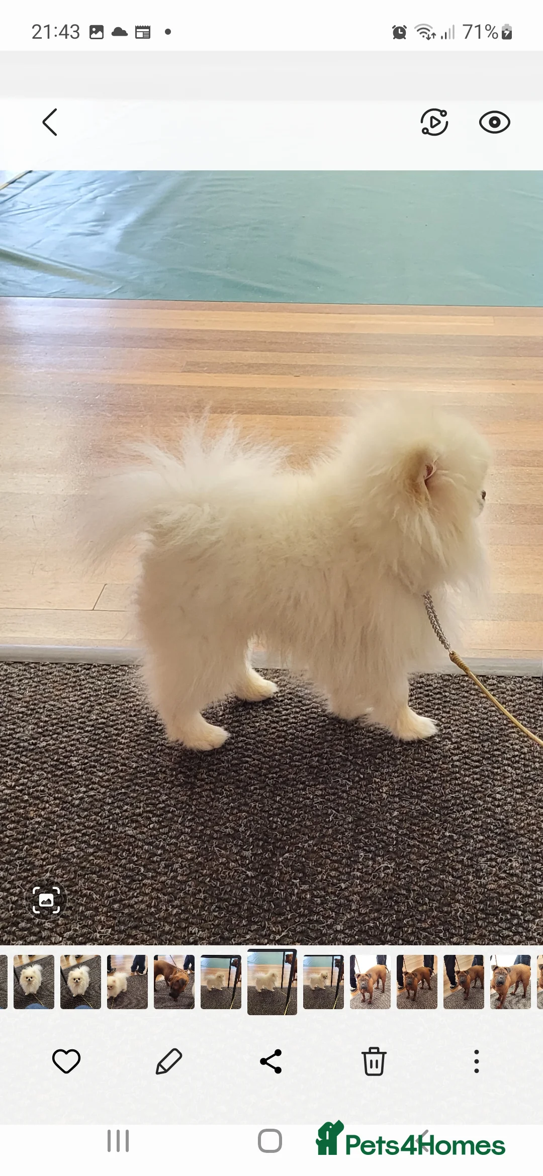 Pomeranian dogs for stud: Tiny1.4kg KC white Top Quality Pomeranian Stud in Coventry - Advert 6