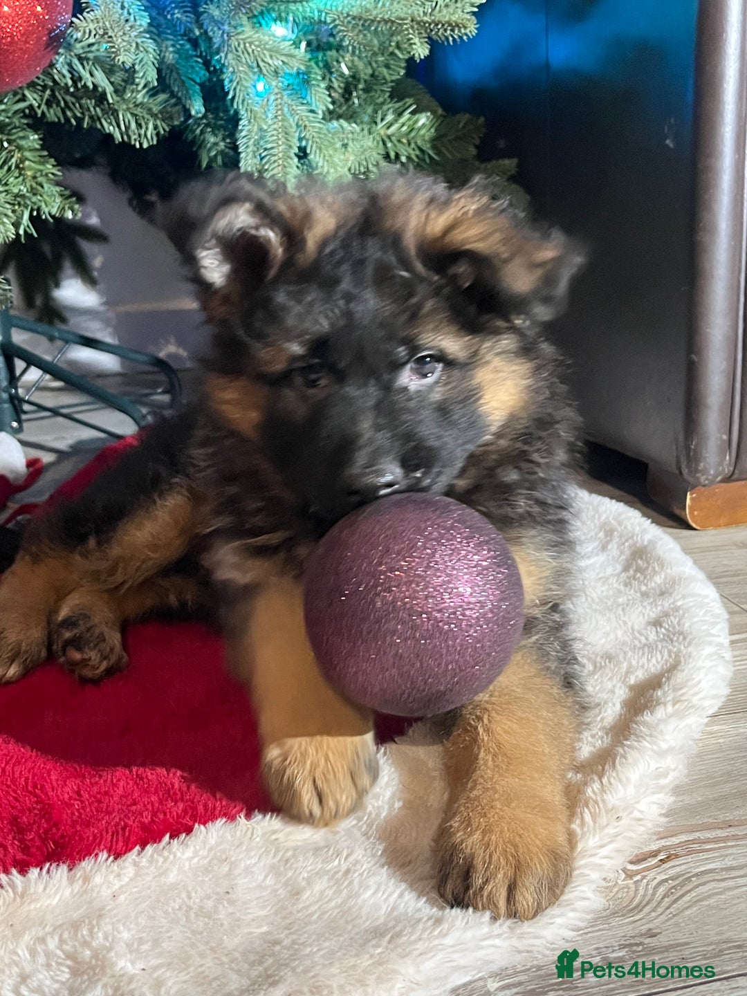 German Shepherd dogs for sale: Outstanding long haired Gsd pups  for sale  - Advert 1