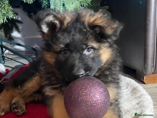 German Shepherd dogs Outstanding long haired Gsd pups for sale - Advert 16