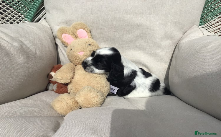 Cocker Spaniel dogs - Advert 14