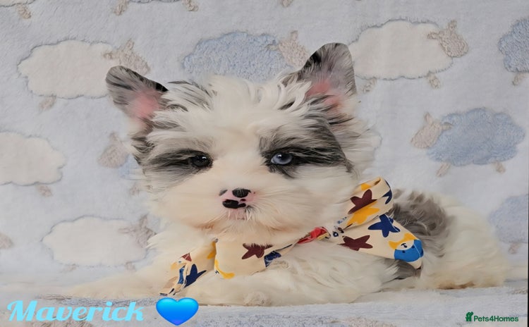 Yorkshire Terrier dogs - Advert 1