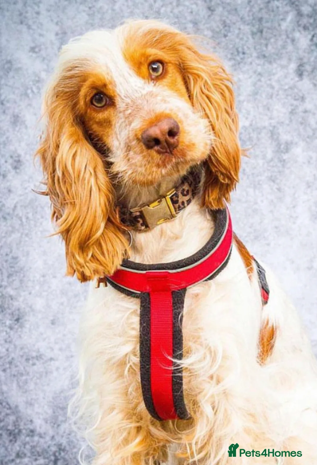 Cocker Spaniel dogs for stud: KC ‘Best Practice’ Health 🐾Show 🐾180+ pups born in Preston - Advert 25