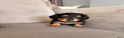 Miniature Dachshund dogs for sale: Minature Dachshund Puppies - Advert 9