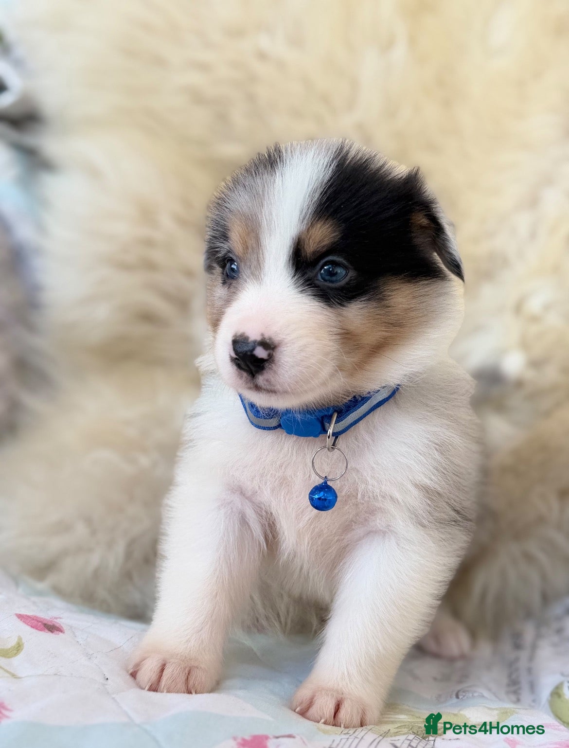 Bernese Mountain Dog dogs Stunning boy and girls available  - Advert 2