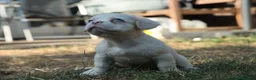 French Bulldog dogs for sale: HOME BRED FLUFFY FRENCHY•ISABELLA.KC&DNA CERT - Advert 12