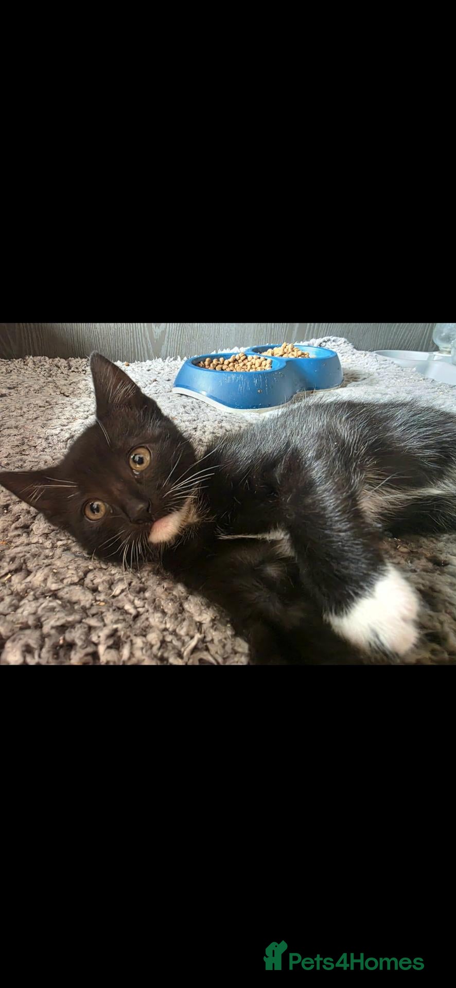 Mixed Breed cats Beautiful kitten looking for new 🛋 🤎 - Advert 9