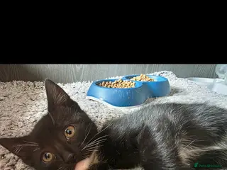 Mixed Breed cats Beautiful kitten looking for new 🛋 🤎 - Advert 5