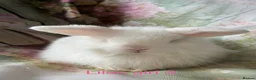Mini Lop rabbits for sale: Adult does and buck pure bred mini lops    - Advert 19