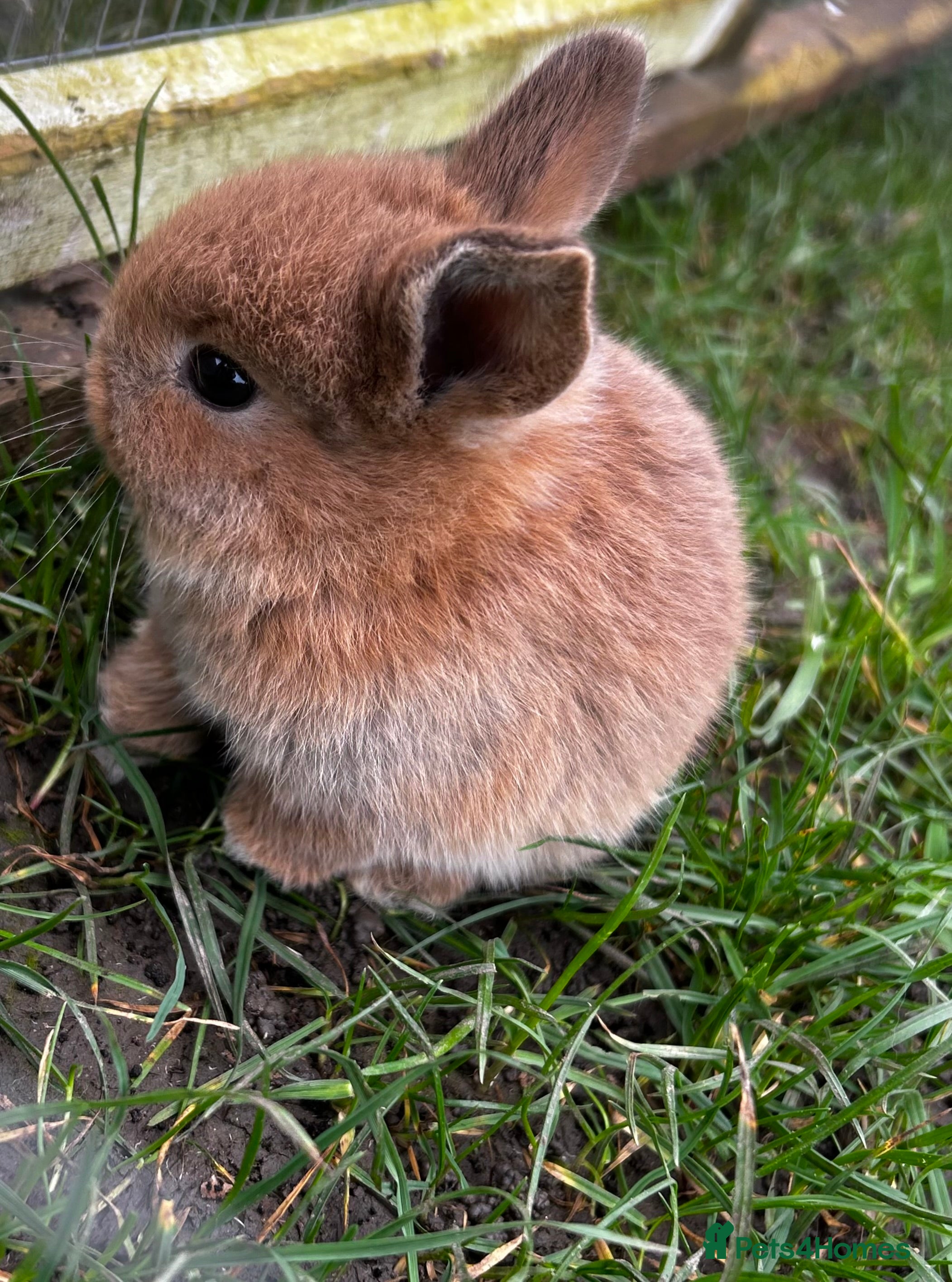 Mixed Breed rabbits Mini lop x  - Advert 2