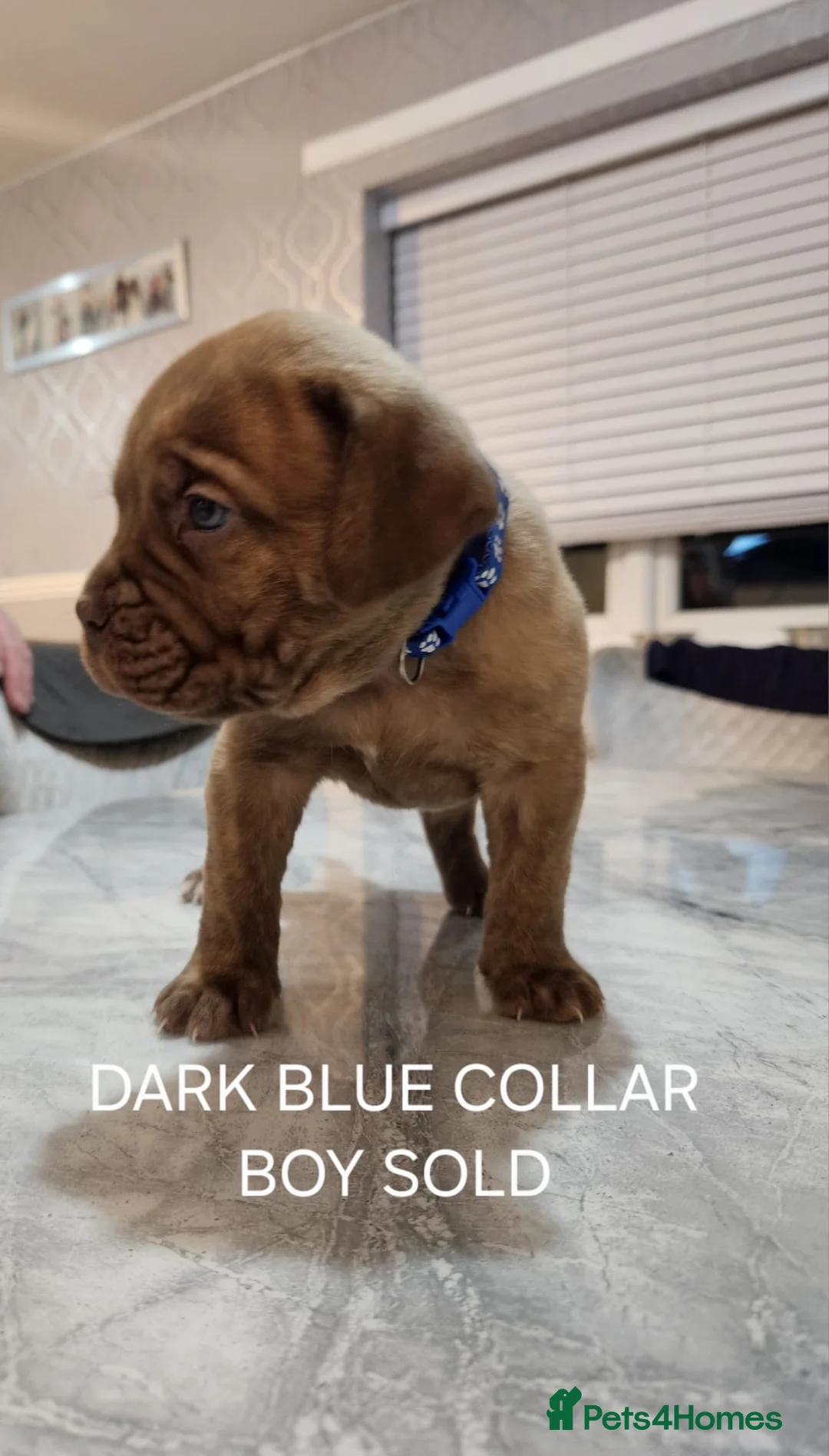 Mixed Breed dogs for sale: Beautiful American bulldog / douge de bordeaux  - Advert 2