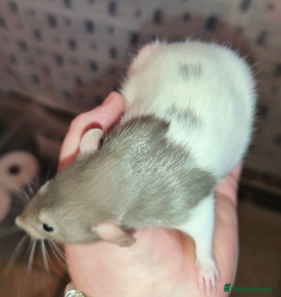 Rat rodents for sale: Beautiful male and female Dumbo rats - Advert 7