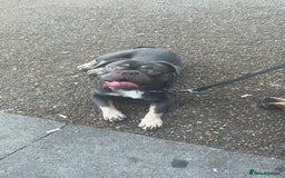 French Bulldog dogs for sale: Hi meet pablo - Image 1