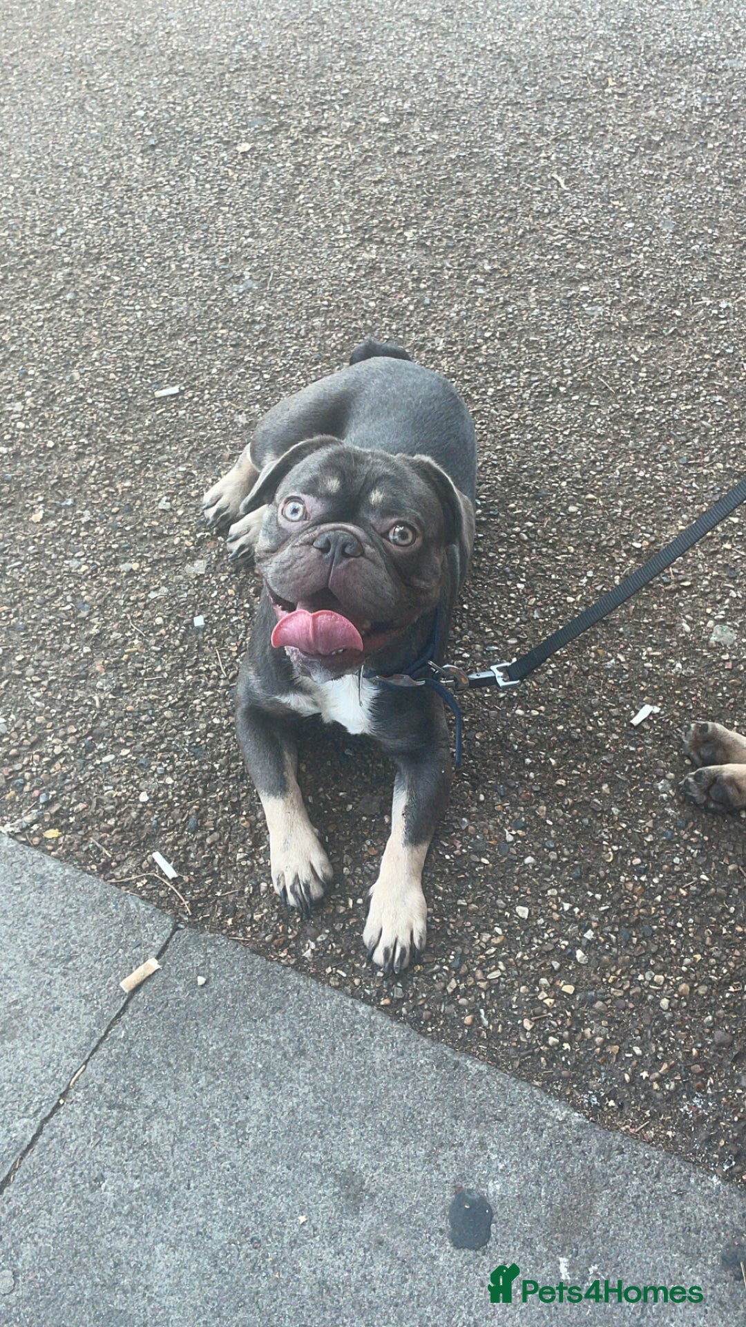 French Bulldog dogs for sale: Hi meet pablo - Image 1