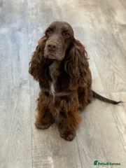 Treacle