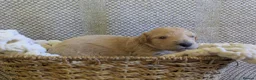 Poochon dogs for sale: F1 Poochon Puppies - Advert 13