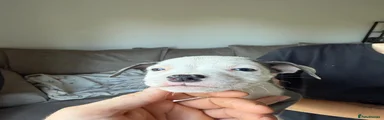 Maverick 