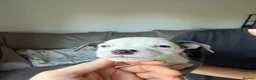 Staffordshire Bull Terrier dogs for sale: Blue Staffordshire bull terrier  - Advert 15