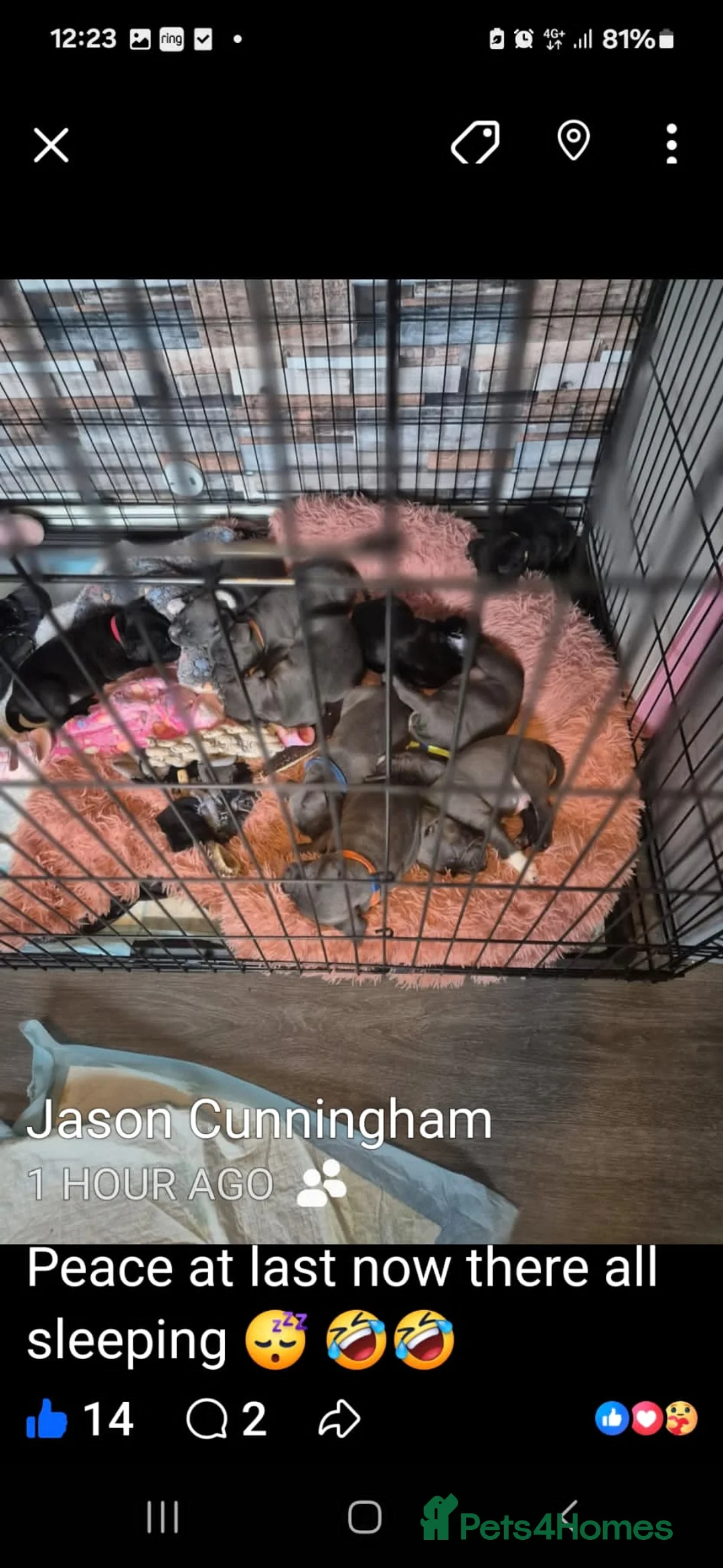 Staffordshire Bull Terrier dogs for sale: Staffordshire bull terrier blues  - Advert 37