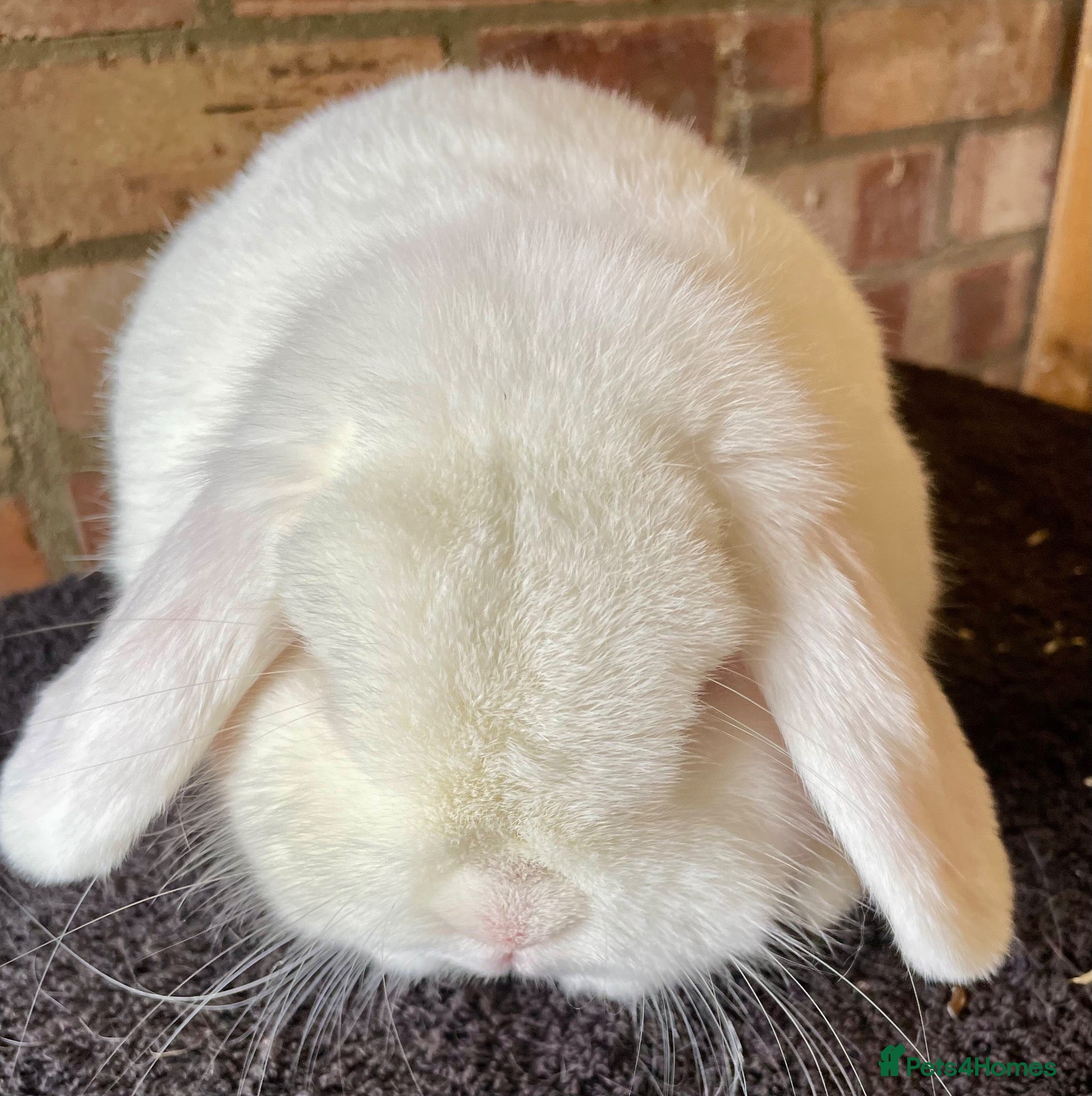 Mini Lop rabbits Mini lop adult buck for rehoming - Advert 20