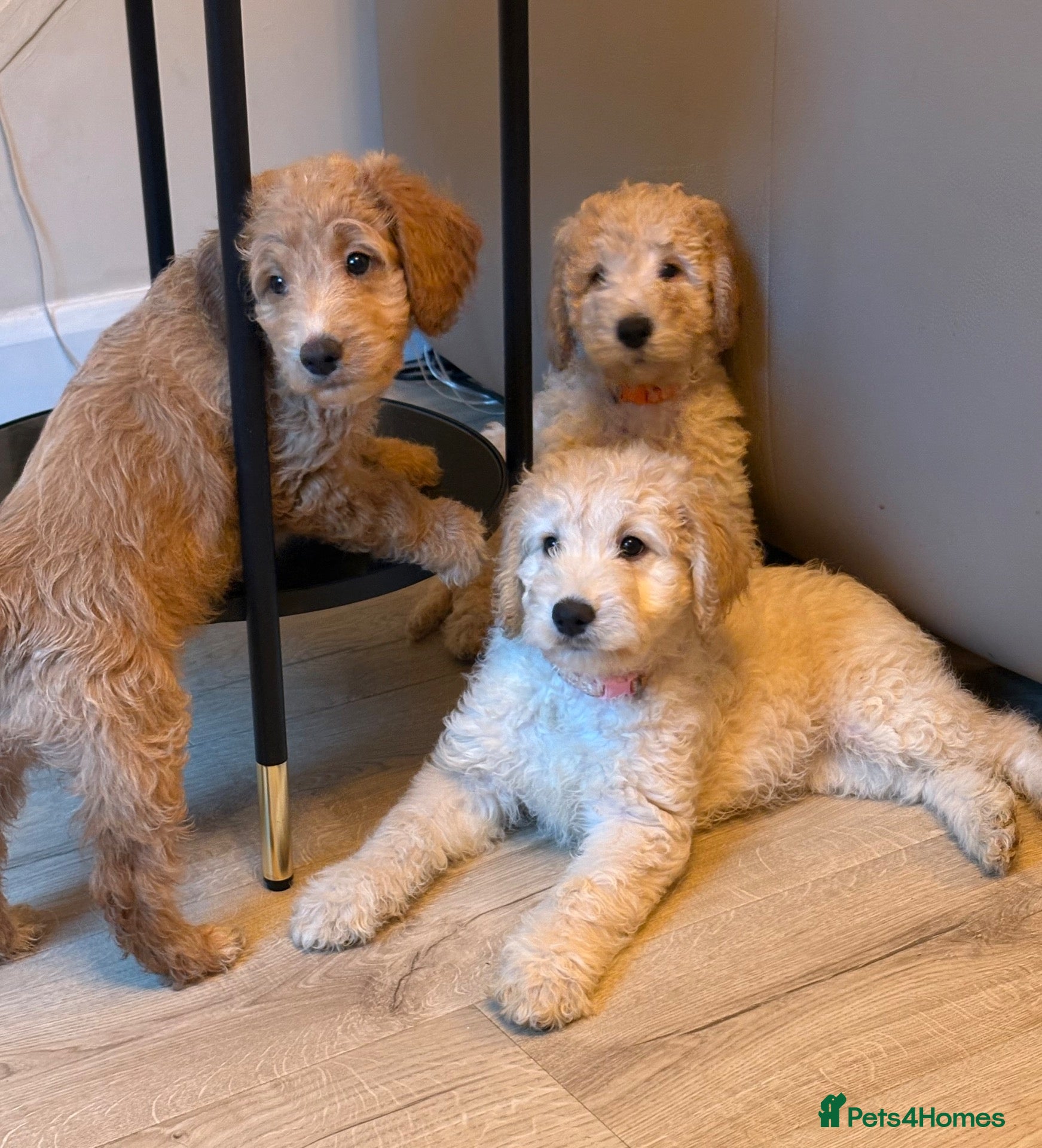 Labradoodle dogs READY TO LEAVE F1B Miniature Labradoodles - Advert 4