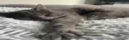 Mixed Breed cats for sale: Beautiful kitten - Advert 1