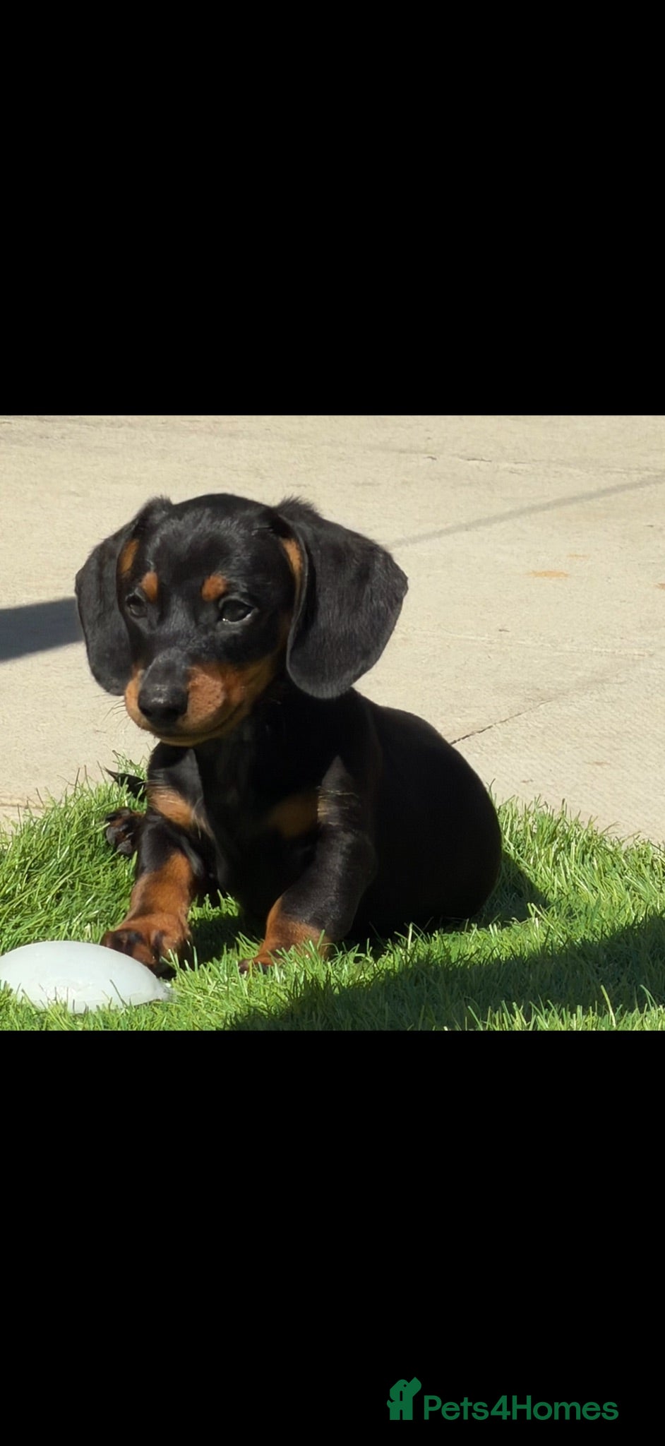 Miniature Dachshund dogs Gorgeous mini Dashhound  - Advert 2