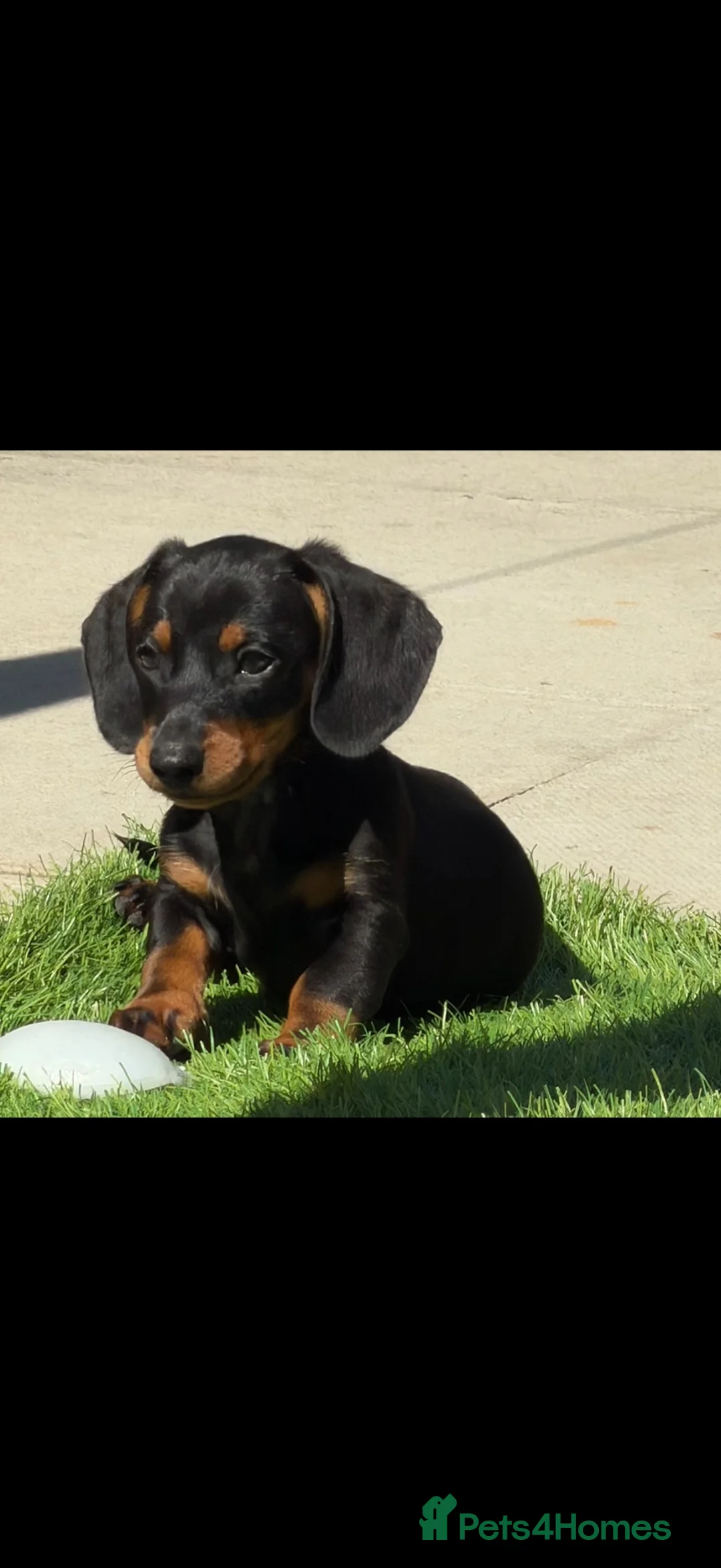 Miniature Dachshund dogs for sale: Gorgeous mini Dashhound  in Doncaster - Advert 1