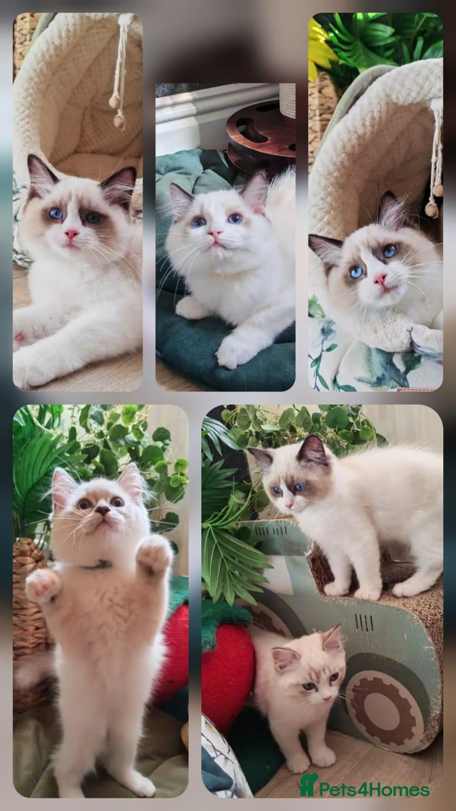 Ragdoll cats GCCF REGISTERED BEAUTIFUL RAGDOLLS KITTENS  - Advert 1