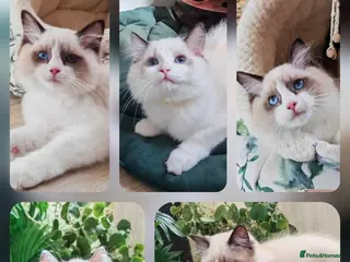 Ragdoll cats GCCF REGISTERED BEAUTIFUL RAGDOLLS KITTENS - Advert 1