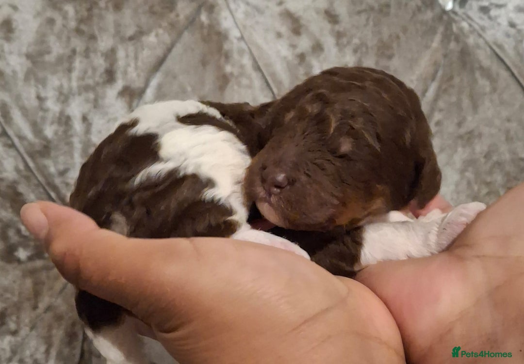 Standard Poodle dogs for sale: Beautiful KC registered parti tris - Advert 13