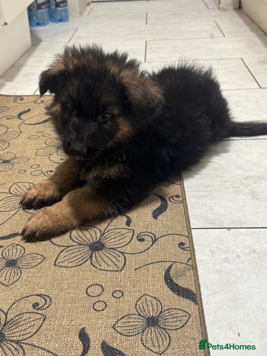 German Shepherd dogs for sale: German Shepherd Puppies  - Advert 7