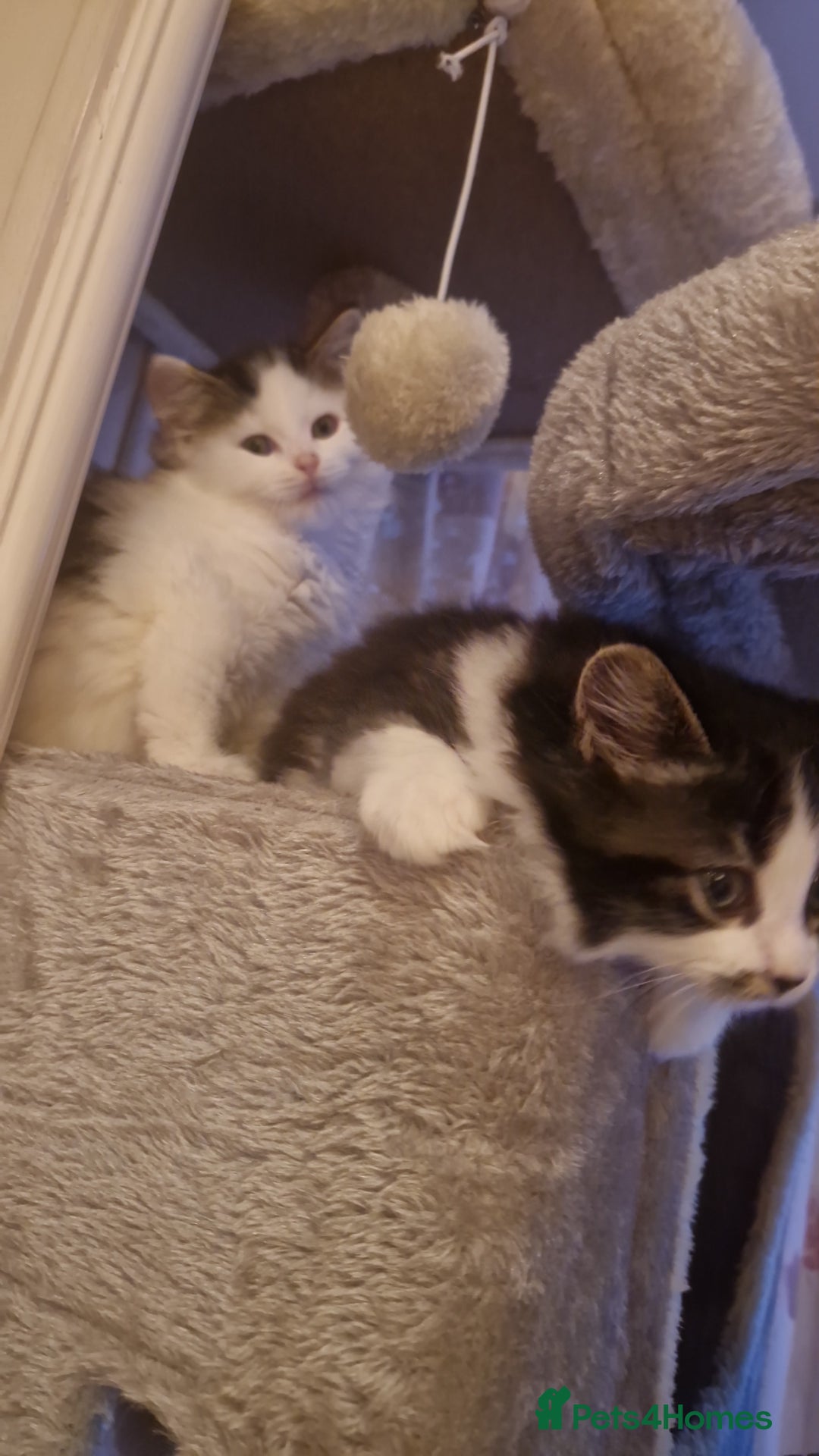 Ragdoll cats for sale: Ragdoll mix - Advert 3