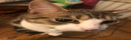 Mixed Breed cats for sale: Two cats looking for home in Daventry - Advert 4
