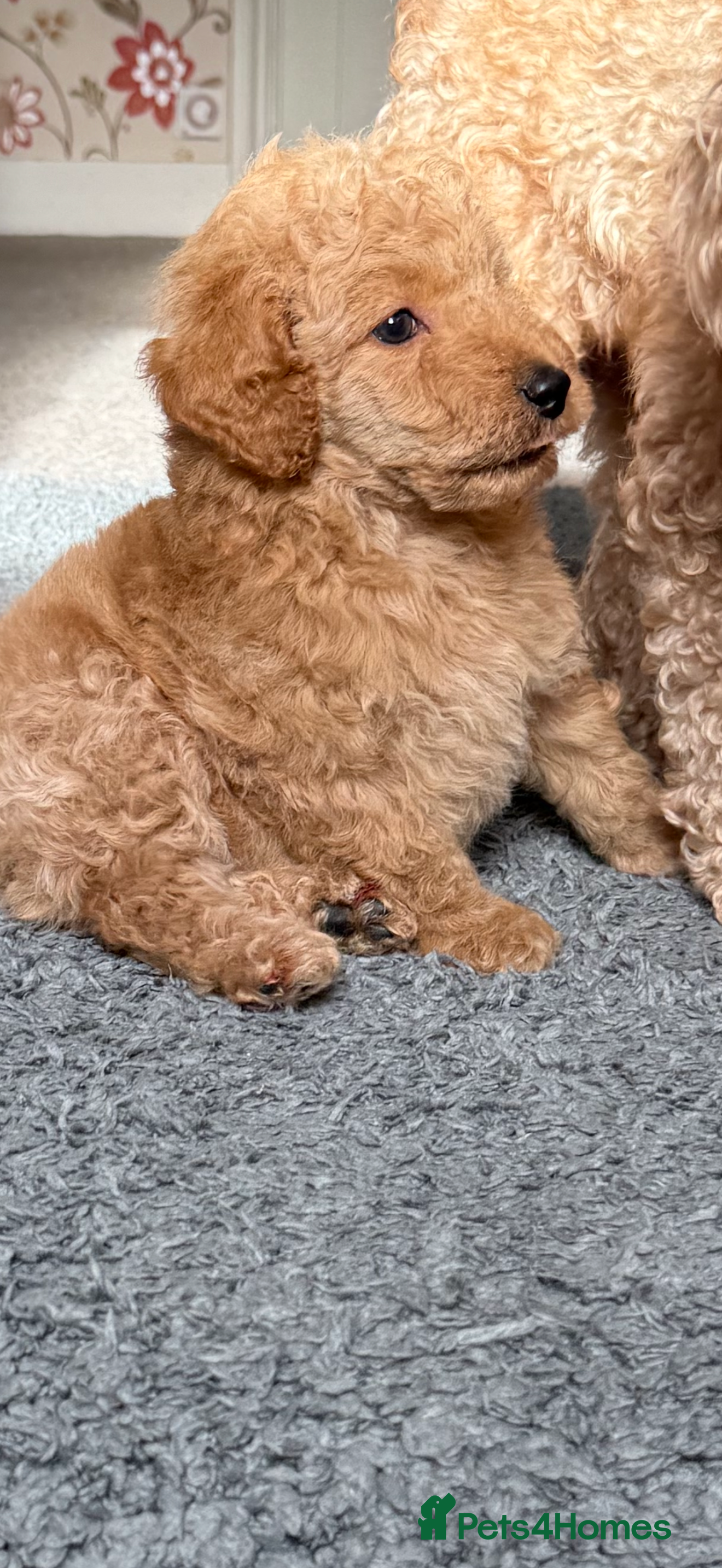 Miniature Poodle dogs KC register poodles puppies - Advert 13