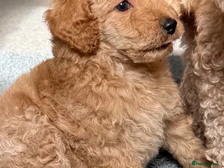 Miniature Poodle dogs KC register poodles puppies - Advert 13