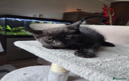 Mixed Breed cats for sale: British shorthair mixed kitten and mother  - Image 9