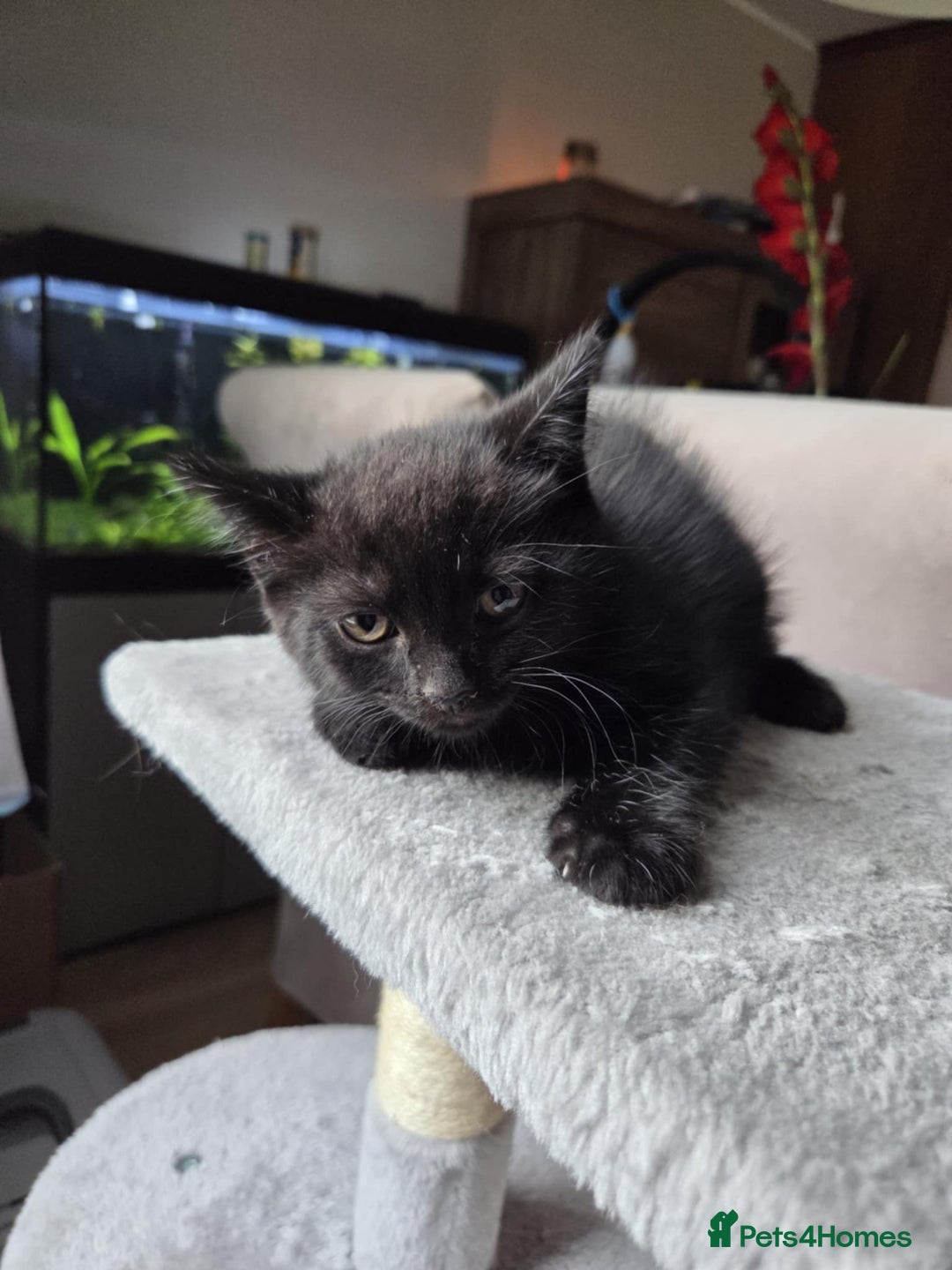 Mixed Breed cats for sale: British shorthair mixed kitten and mother  - Image 9