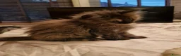 Maine Coon cats for sale: Gorgeous Half Maine Coon Litter  - Advert 20