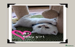 British Longhair cats for sale: 4 adorable kittens  - Image 2