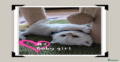 British Longhair cats - Advert 10