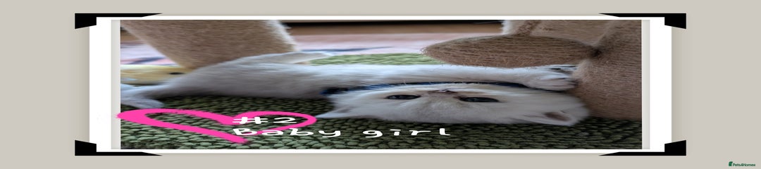 British Longhair Kitten 2