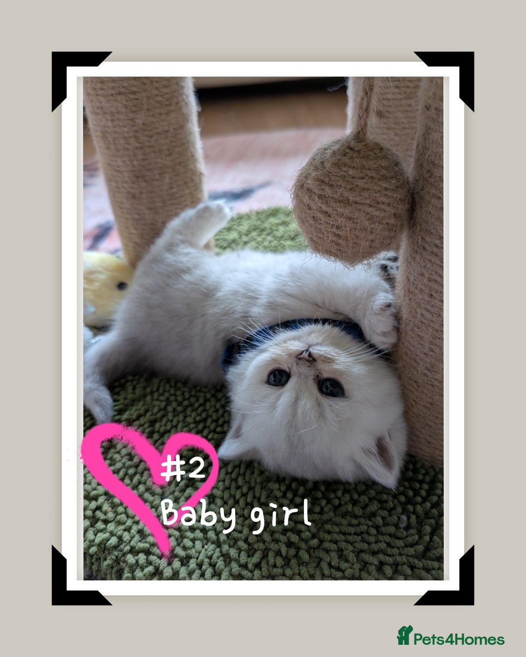British Longhair cats for sale: 4 adorable kittens  - Image 2