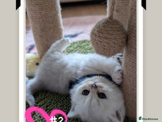 British Longhair cats - Advert 22