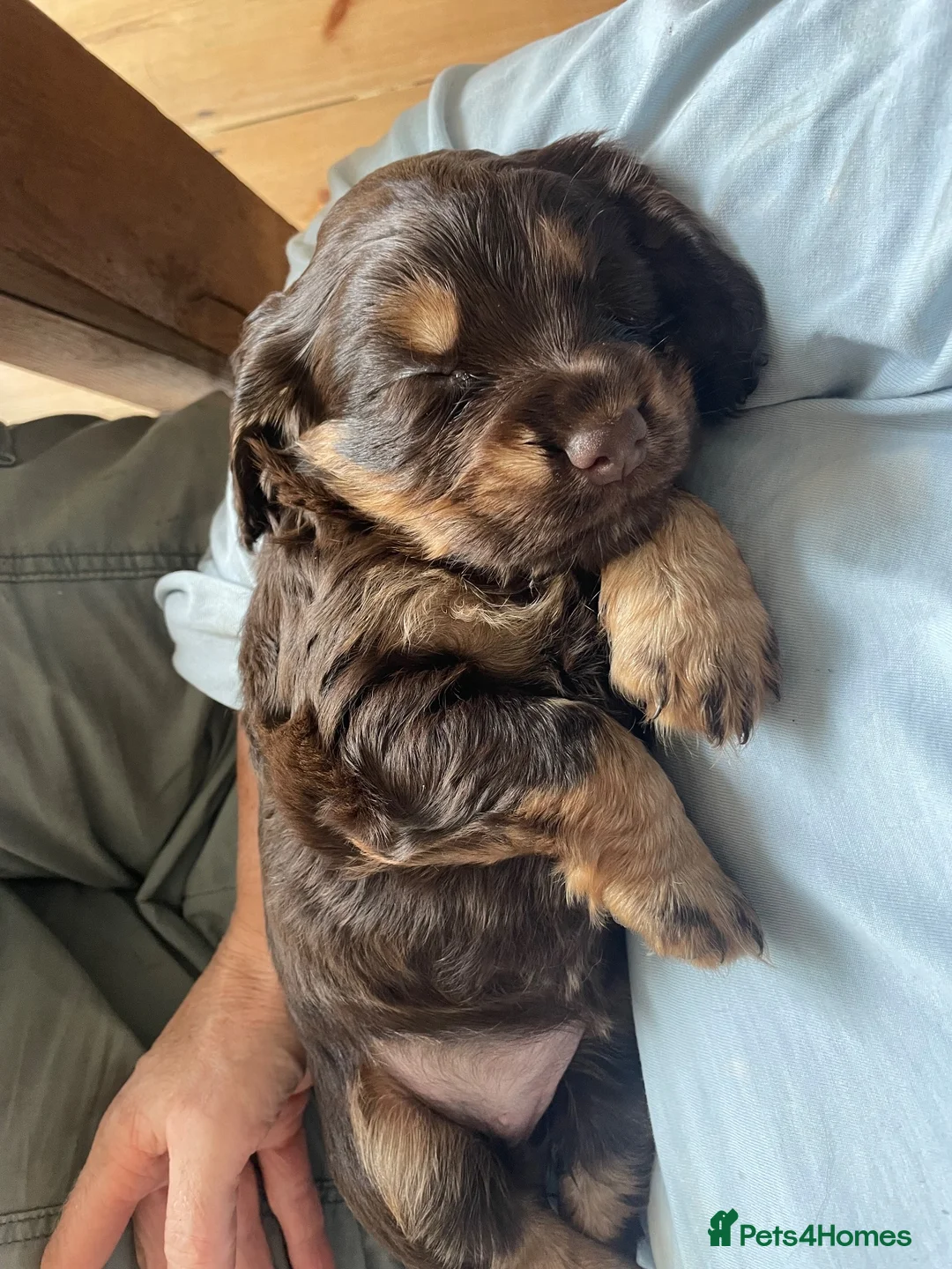 Cockapoo dogs for sale: Cockapoo pups for sale - Advert 2