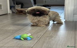 Shih Tzu dogs for sale: Shih tzu karashishi puppy  - Image 2