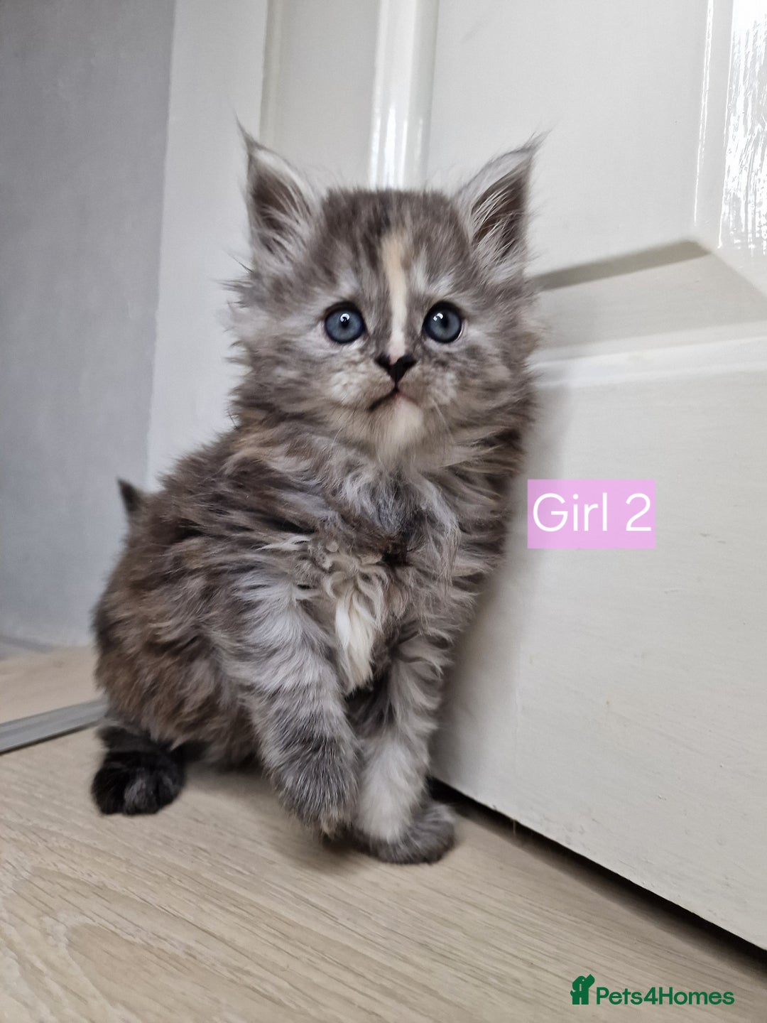 Maine Coon cats for sale: 4 mainecoon kittens looking for home in Bury - Advert 14